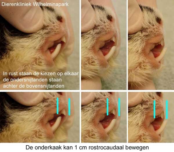 De onderkaak kan wel een centimeter een voor-achterwaartse beweging maken